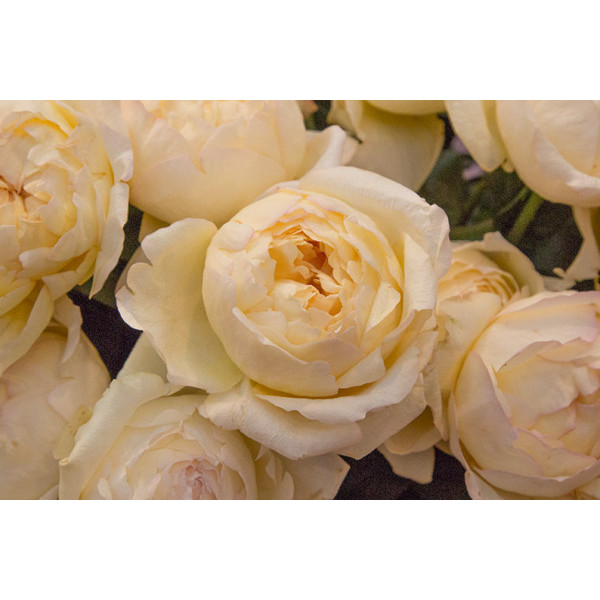 Ivory YVES PIAGET® Meiteroupy Ivory YVES PIAGET® Meiteroupy